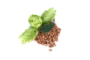 Green hops and wheat grains on white background representing essential ingredients for beer brewing photo
