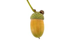 Close-up of a single acorn isolated on a white background showcasing natural beauty and simplicity photo