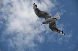Seagulls soaring in a clear blue sky with fluffy clouds, capturing a sense of freedom photo