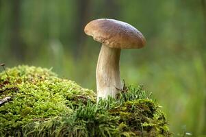 Porcini mushroom growing on mossy tree stump in a forest with blurred background photo