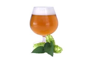 Craft beer in a glass with fresh hops and isolated on white background photo