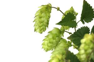 Detailed closeup of fresh green hops on vine over white background highlighting texture and vibrancy photo
