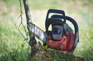 Chainsaw cutting a small tree in a lush green field on a sunny day photo