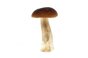 Fresh penny bun mushroom isolated on white background for culinary use photo