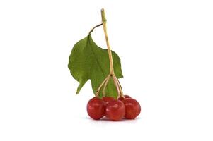 Close-up of guelder rose branch with red ripe berries and green leaves photo