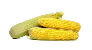 Fresh corn cobs displayed with husks and kernels isolated on white background photo