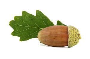Close-up of a single acorn with an oak leaf isolated on a white background photo