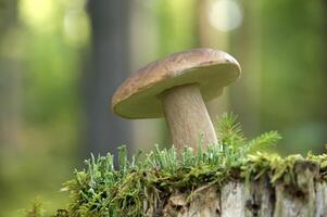 Wild cep mushroom growing in a green forest during daylight with beautiful bokeh background photo