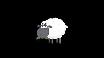 Black Sheep Cartoon Character Grazing Grass. 4K Animation Motion Graphics Looped Over Black Background video