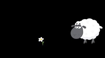 Cute Black Sheep Cartoon Character Eating A Flower. 4K Animation Motion Graphics Without Background video