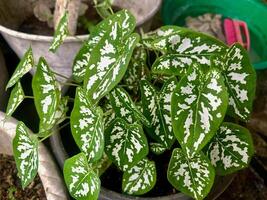 Caladium humboldtii plant with unique leaf patterns. photo