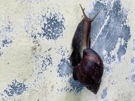 a snail crawls on the wall. photo