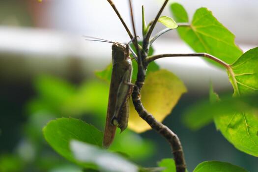 A grasshopper perched on a branch photo