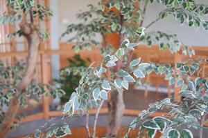 close up of a green ficus in the restaurant photo