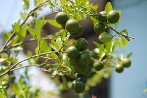 Green Citrus Fruits on a Sunny Day photo