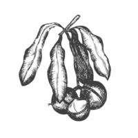Ink sketch of Macadamia branch. Hand drawn illustration of nut. Isolated on white background. Retro style. vector