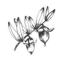 Jojoba branch with seed, sketch in , design element. Botanical drawing in engraving style. vector