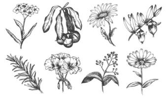 Herbs set. Ink sketch isolated on white background. Hand drawn illustration of jojoba, geranium, calendula, macadamia, chamomile, rosemary and cinnamon. Retro style. vector