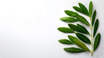 Elegant Olive Leaves in Minimalist White Background photo