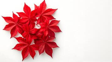 Delicate Japanese Maple Leaves Isolated on White Background photo