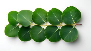 Smooth Eucalyptus Leaves in Calming Natural Studio Backdrop photo