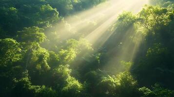 Lush Green Forest with Sunbeams Filtering Through the Verdant Canopy photo