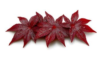 Delicate Japanese Maple Leaves in Vibrant Autumn Colors on White Background photo