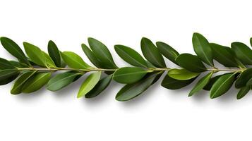 Elegant Olive Leaves Isolated on White Background Showcasing Natural Botanical Beauty photo