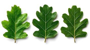 Oak Leaves with Acorns on White Background Natural Botanical Decor photo