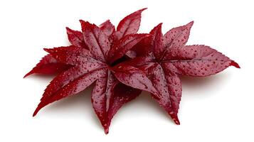 Delicate Japanese Maple Leaves Displayed on Clean White Background photo
