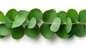 Fragrant Eucalyptus Leaves Isolated on White Background for Herbal and Wellness Products photo