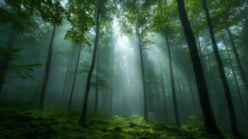 Enchanting Misty Forest with Towering Trees and Ethereal Atmosphere photo