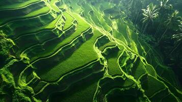 Mesmerizing Terraced Rice Field Landscape with Lush Green Paddies in Scenic Mountain Valley photo