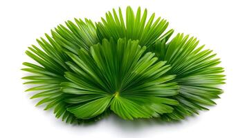 Lush tropical palm leaves isolated on a serene white background for relaxation and vacation photo