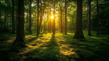 Serene Verdant Forest with Sunlight Filtering Through Lush Foliage photo