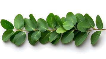 Peaceful Eucalyptus Leaves on a Serene White Background photo