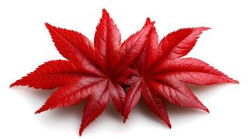Elegant and Vibrant Japanese Maple Leaves Isolated on White Background photo