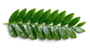 Delicate Fern Leaves Isolated on White Background with Botanical Charm and Natural Elegance photo