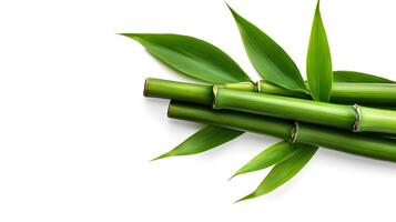 Minimalist Bamboo Leaves Against Pristine White Background photo
