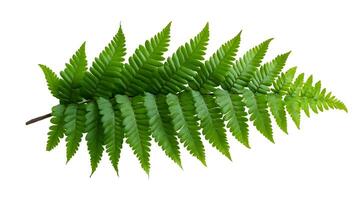 Delicate Fern Leaves on Minimalist White Background photo
