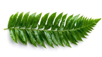 Exquisite Fern Leaves Framing a Tranquil Botanical Sanctuary photo