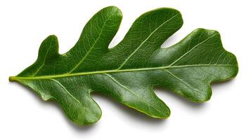 Striking Oak Leaves Isolated on Clean White Background Displaying Vibrant Autumn Foliage photo