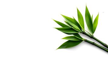Slender Bamboo Leaves Isolated on Minimal White Background with Natural Greenery photo