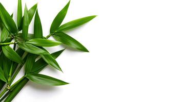 Elegant Bamboo Leaves on Pristine White Background with Minimalist Appeal photo