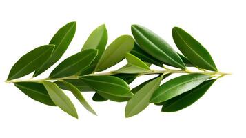 Elegant Olive Leaves Suspended on Pristine White Background photo