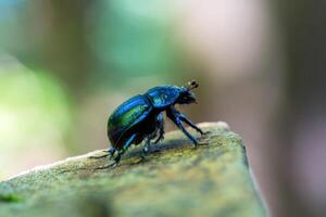 Beetle on a rock in the forest. Macro photography. photo