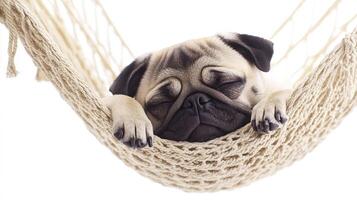 Pug dog sleeping in hammock isolated on white background. photo