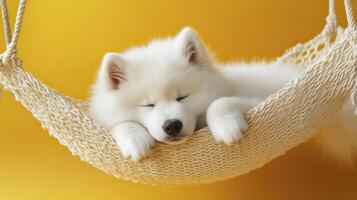 Cute Samoyed puppy sleeping in hammock on yellow background. photo