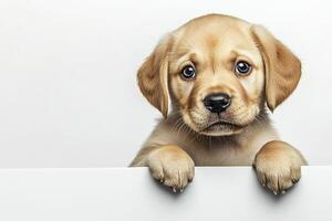 Cute labrador retriever puppy peeking out from behind a white board. photo