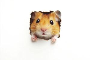 Hamster peeking out of a hole in paper isolated on white background. photo